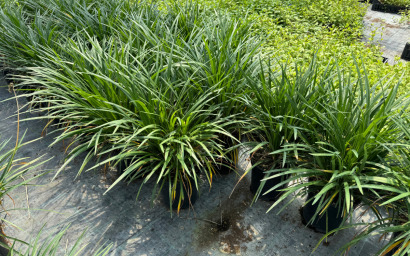 Liriope muscari "big blue"
